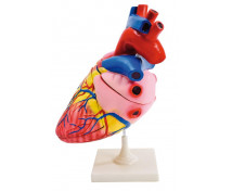 [Detailní model srdce]