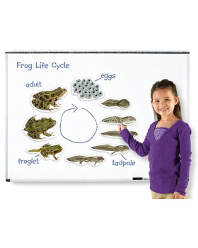 Životní cyklus - magnety - Životní cyklus žáby (9 ks)
