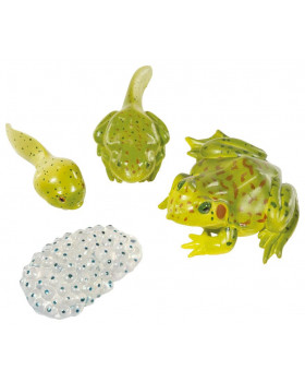 Životní cyklus žáby - modely