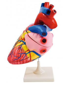Detailní model srdce