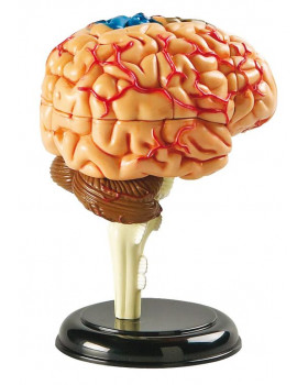 Minimodel - mozek
